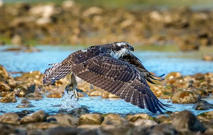 Osprey